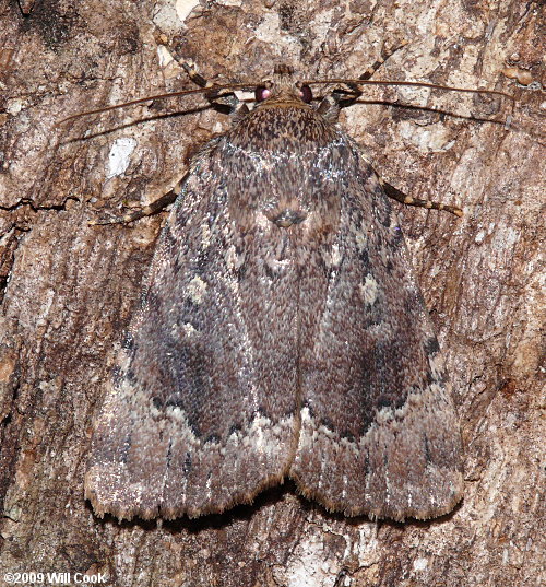 Amphipyra pyramidoides - Copper Underwing