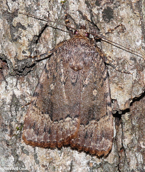 Amphipyra pyramidoides - Copper Underwing