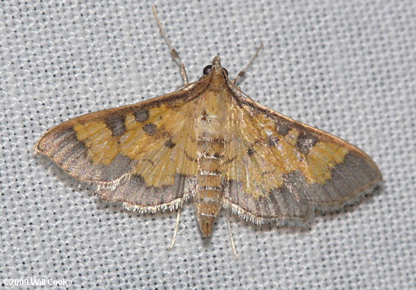 Diacme elealis - Paler Diacme Moth