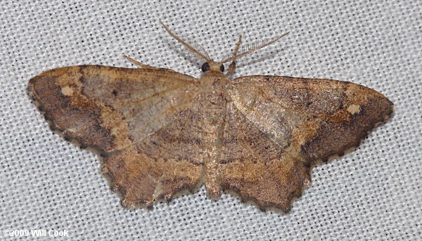 Hypagyrtis unipunctata - One-spotted Variant