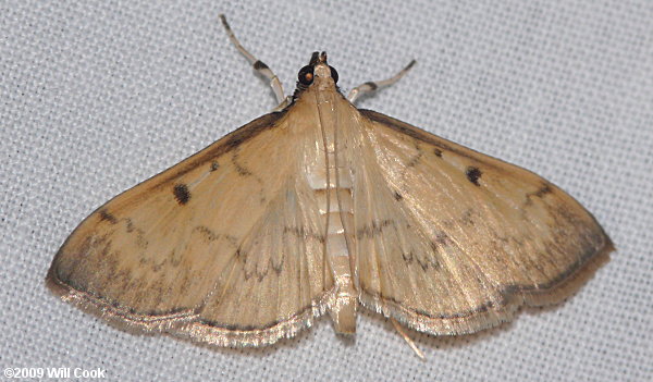 Herpetogramma bipunctalis - Two-spotted Herpetogramma