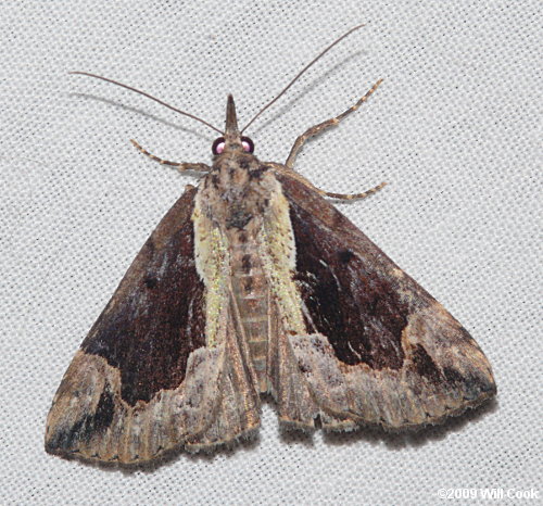 Hypena baltimoralis - Baltimore Bomolocha