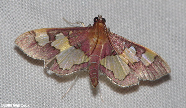 Colomychus talis - Distinguished Colomychus