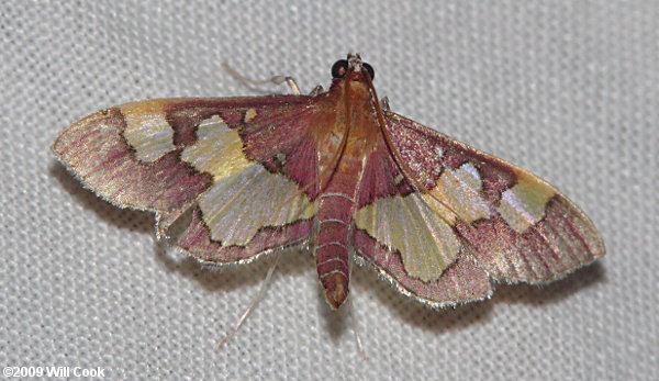 Colomychus talis - Distinguished Colomychus