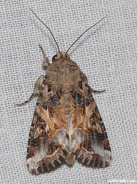 Spodoptera ornithogalli - Yellow-striped Armyworm