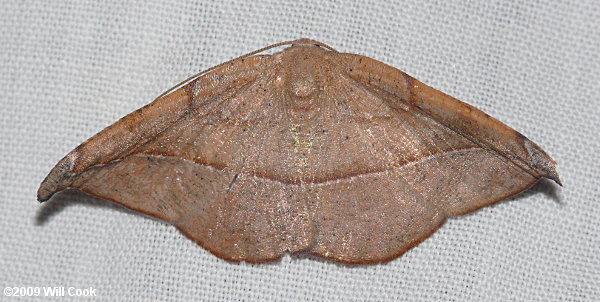 Patalene olyzonaria - Juniper-twig Geometer