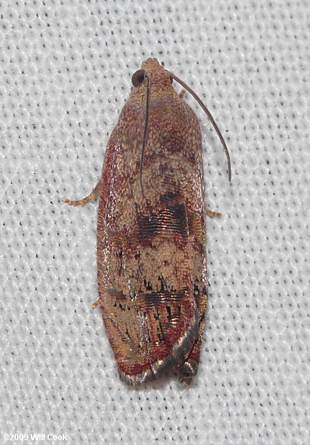 Cydia latiferreana - Filbertworm Moth