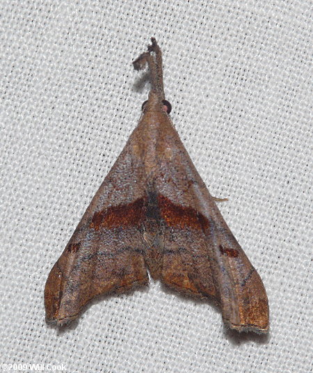 Palthis angulalis - Dark-spotted Palthis