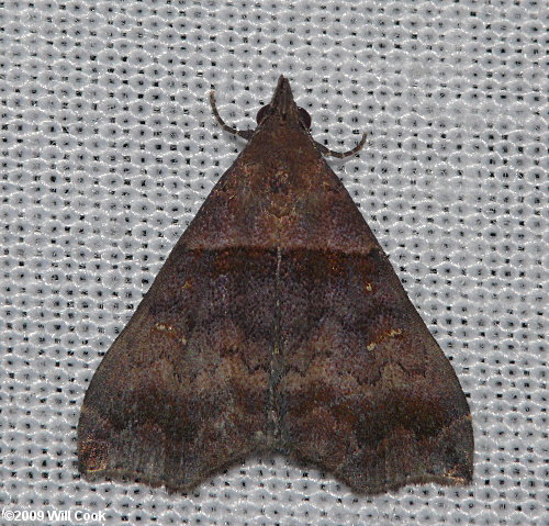 Lascoria ambigualis - Ambiguous Moth