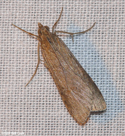 Nomophila nearctica - Lucerne Moth