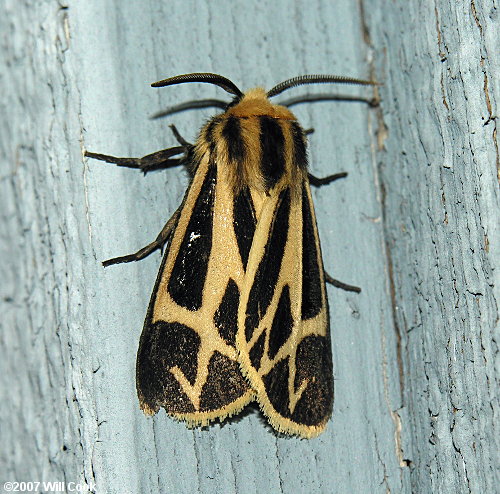 Apantesis nais - Nais Tiger Moth