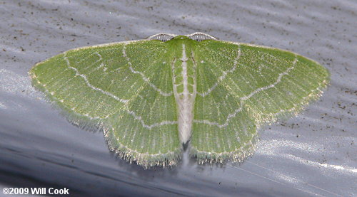 Synchlora aerata - Wavy-lined Emerald