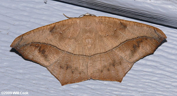 Prochoerodes lineola - Large Maple Spanworm