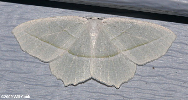 Campaea perlata - Pale Beauty