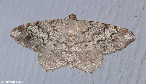 Macaria signaria - Pale-marked Angle