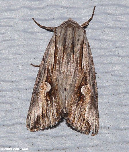 Nedra ramosula - Gray Half-Spot