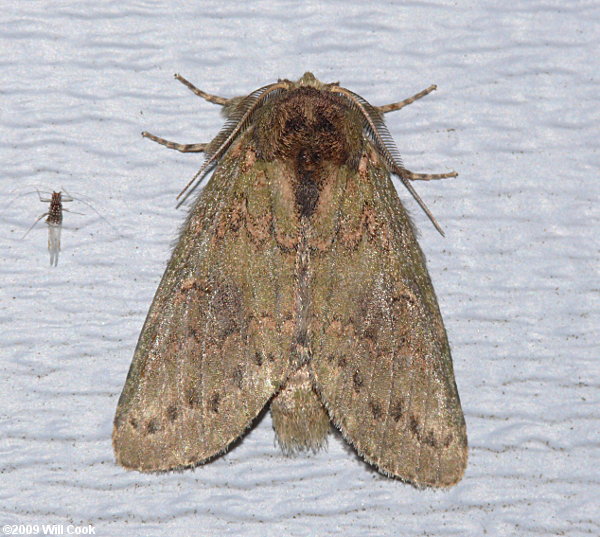 Heterocampa biundata - Wavy-lined Heterocampa