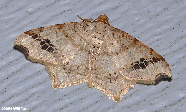 Macaria aemulataria - Common Angle