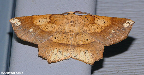 Euchlaena amoenaria – Deep Yellow Euchlaena