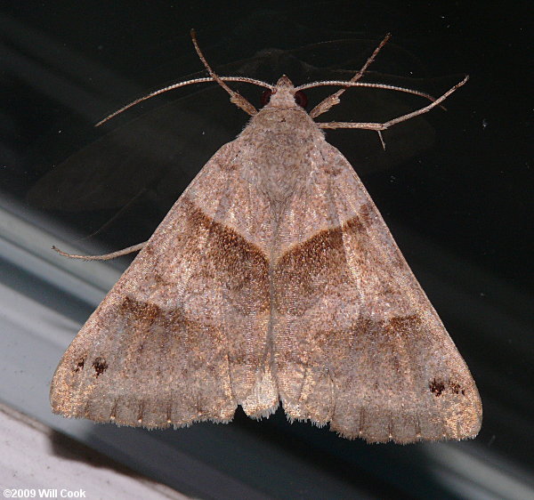 Caenurgina erechtea - Forage Looper