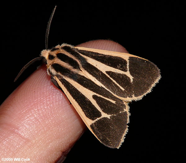 Apantesis nais - Nais Tiger Moth