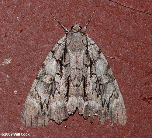 Catocala retecta - Yellow-gray Underwing