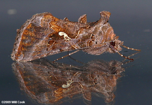 Autographa precationis - Common Looper