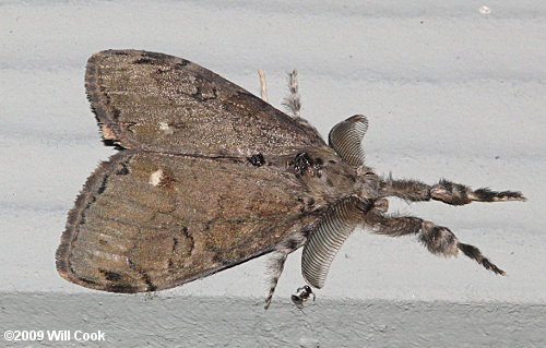 Orgyia leucostigma - White-marked Tussock Moth