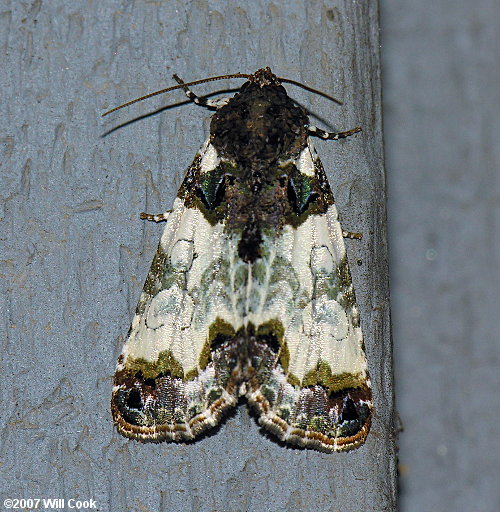 Cerma cerintha - Tufted Bird Dropping Moth