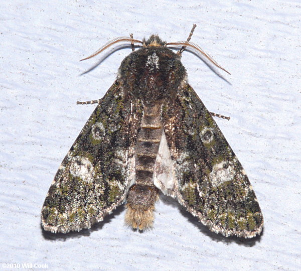 Copivaleria grotei - Grote's Sallow