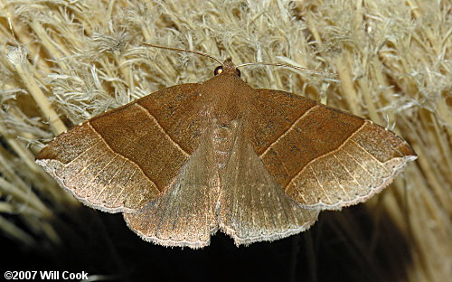 Parallelia bistriaris - Maple Looper Moth