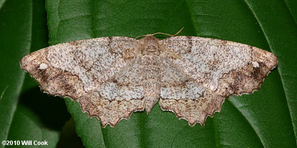 Hypagyrtis piniata - Pine Measuringworm Moth