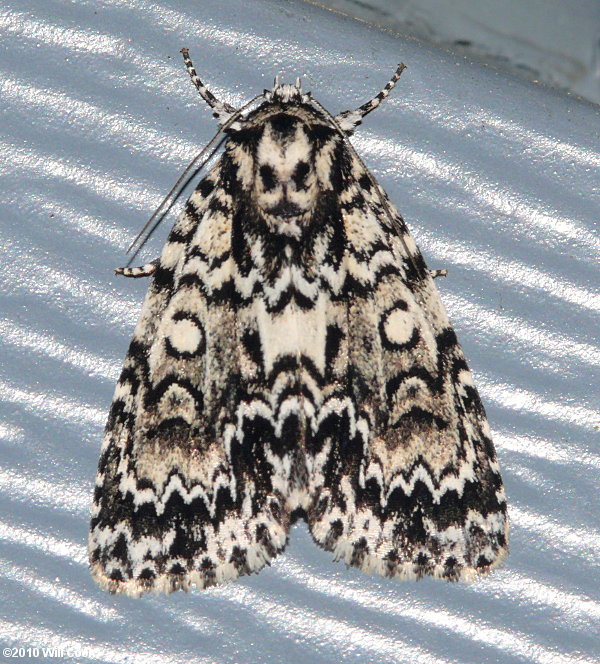 Acronicta fragilis - Fragile Dagger Moth