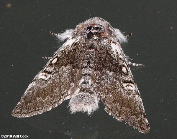 Colocasia propinquilinea - Closebanded Yellowhorn Moth