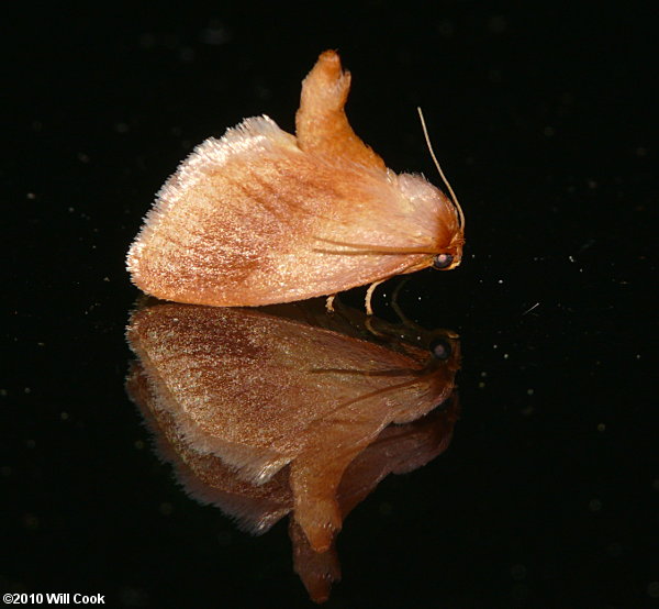 Tortricidia testacea - Early Button Slug Moth