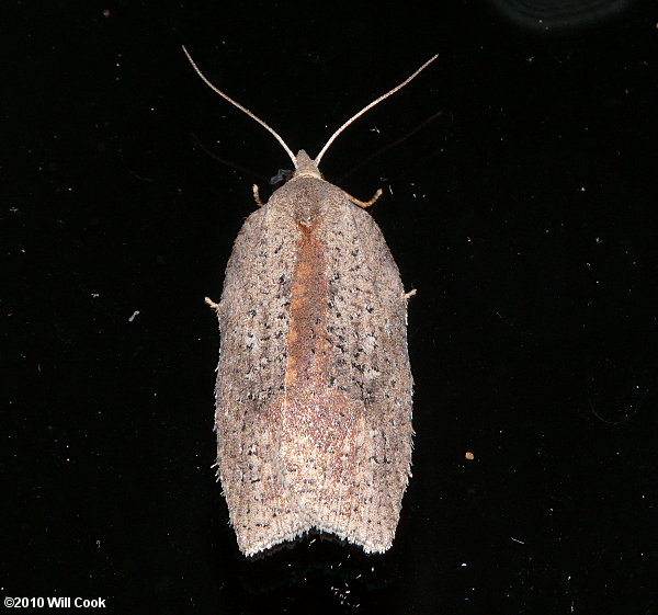 Amorbia humerosana - White-lined Leafroller