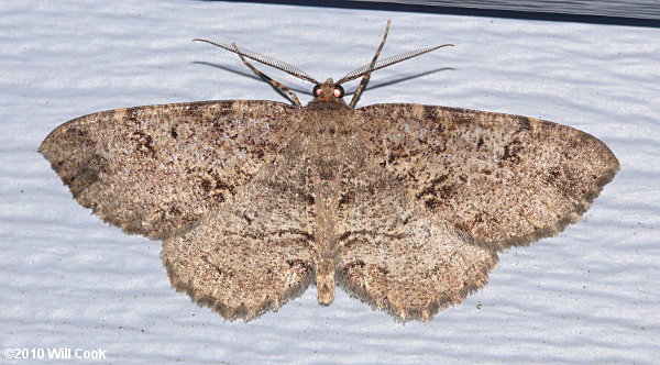 Anavitrinella pampinaria - Common Gray