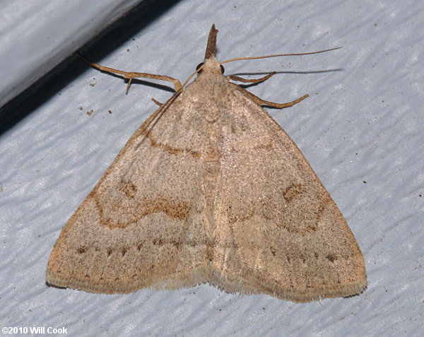 Chytolita morbidalis - Morbid Owlet Moth