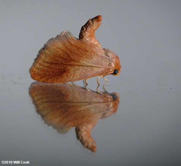 Tortricidia testacea - Early Button Slug Moth
