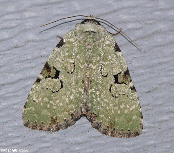 Leuconycta diphteroides - Green Leuconycta