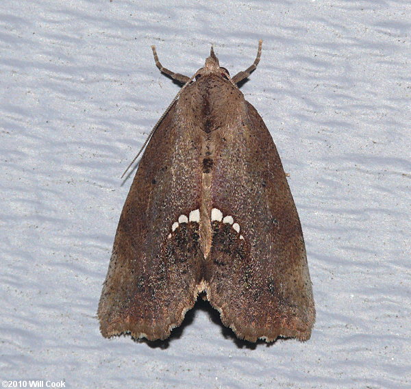 Hypsoropha hormos - Small Necklace Moth