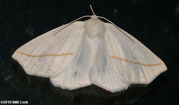 Tetracis cachexiata - White Slant-Line