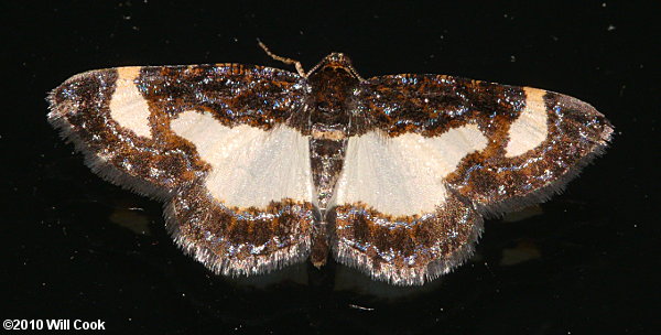 Heliomata cycladata - Common Spring Moth