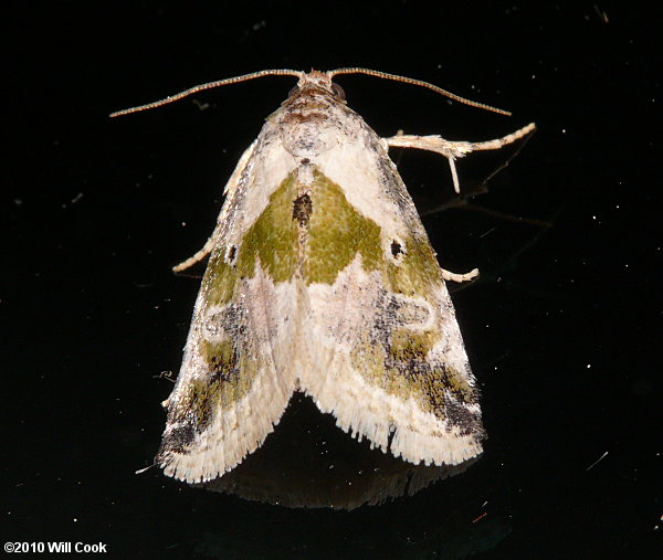 Maliattha synochitis - Black-dotted Maliattha