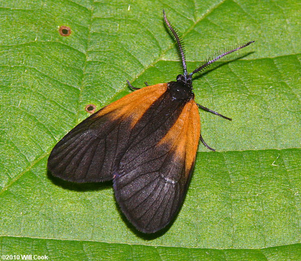 Pyromorpha dimidiata - Orange-patched Smoky Moth