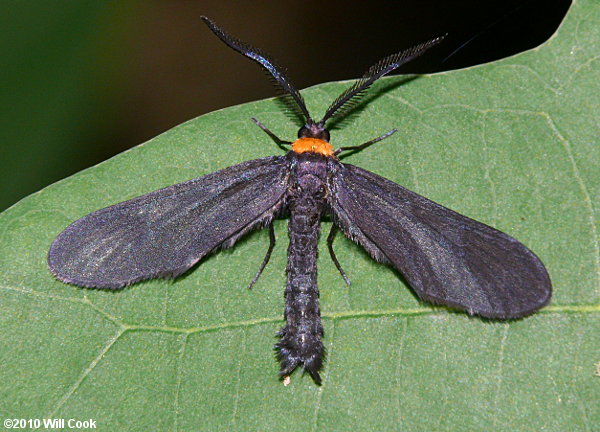 Harrisina americana - Grapeleaf Skeletonizer