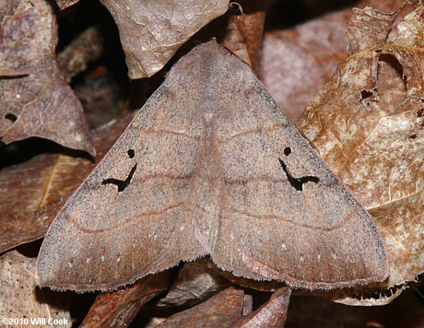 Panopoda carneicosta - Brown Panopoda