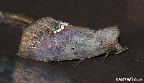 Hypsoropha hormos - Small Necklace Moth