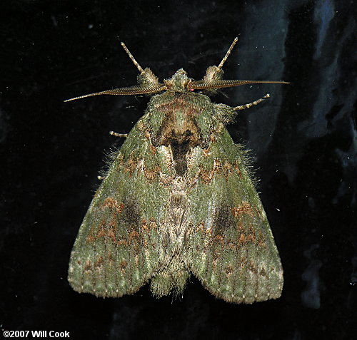 Heterocampa biundata - Wavy-lined Heterocampa