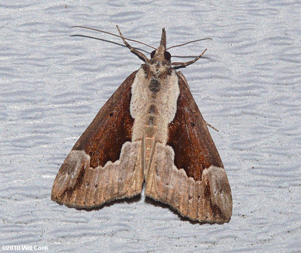 Hypena baltimoralis - Baltimore Bomolocha